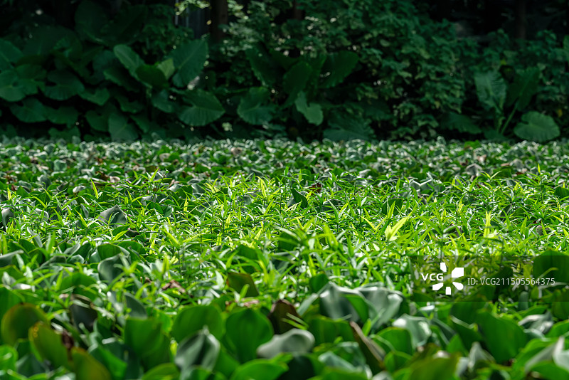 夏天凤眼莲在池塘里生长的特写镜头图片素材
