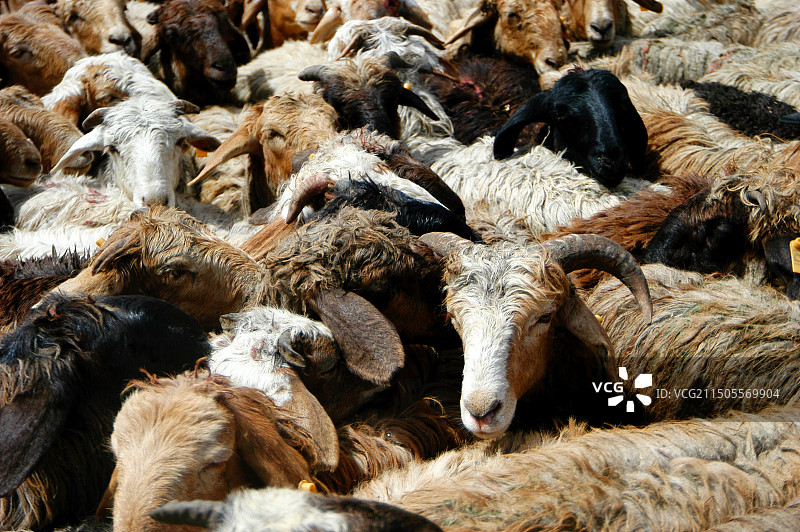 新疆喀什牛羊巴扎图片素材