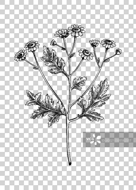 小白菊草药植物素描图片素材