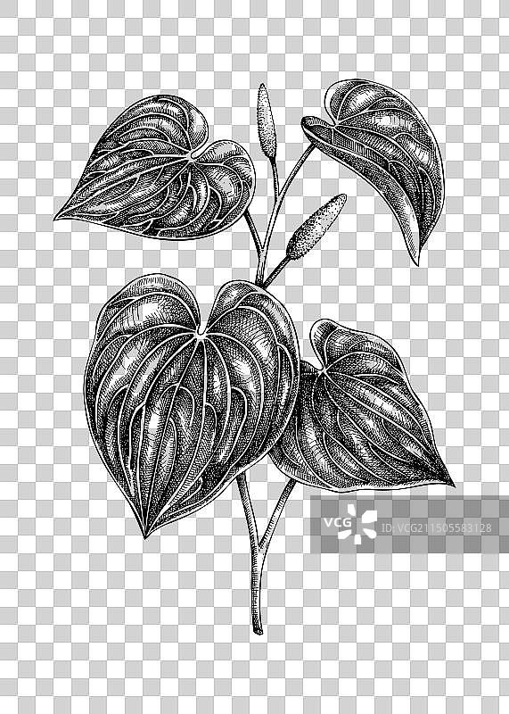 卡瓦胡椒药用植物草图图片素材