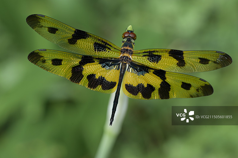彩裳蜻蜓斑丽翅蜻图片素材