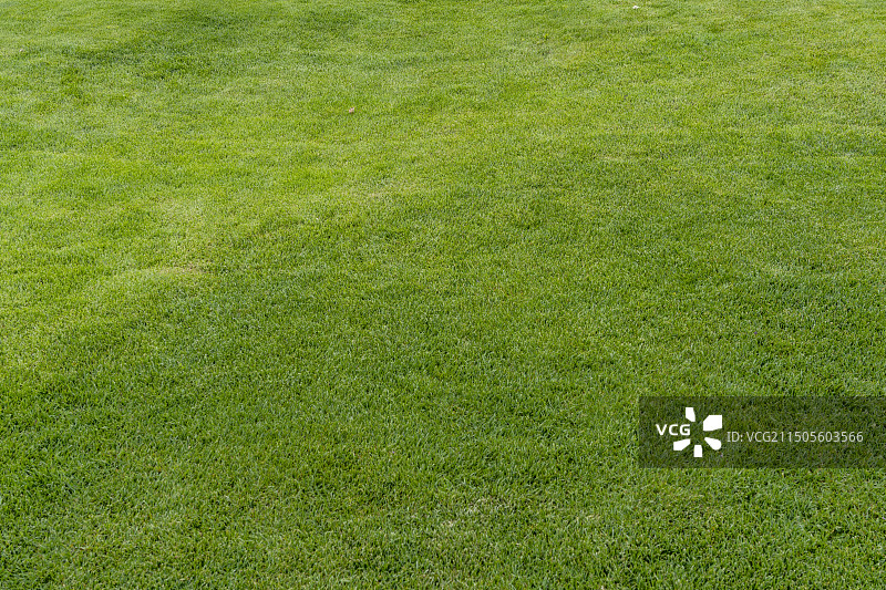 正上方视角自然草坪特写图片素材