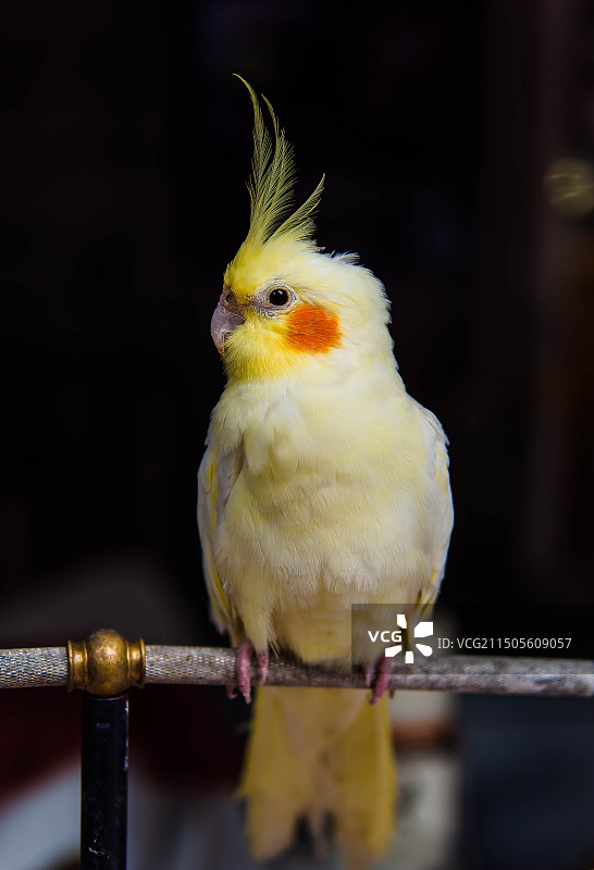 凝视的玄凤鹦鹉图片素材