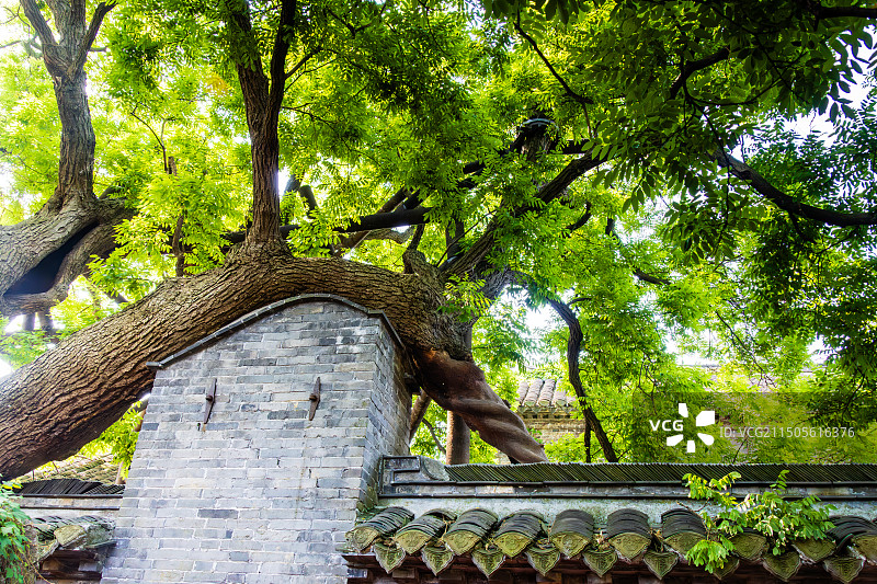 溱潼古镇之千年古槐图片素材