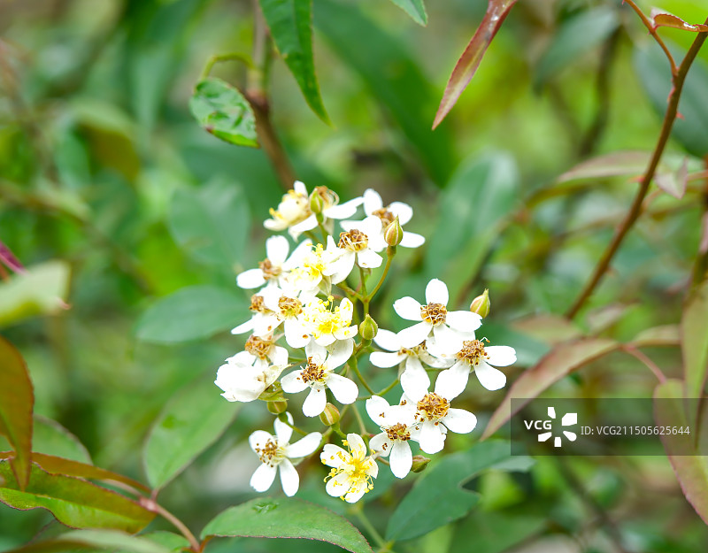 花卉主题，珍珠绣线菊，蓟花图片素材