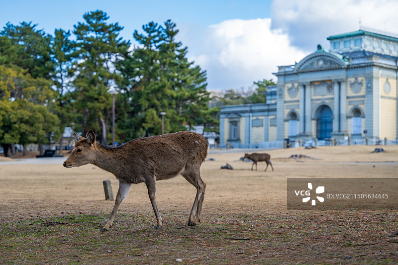 日本奈良国立博物馆图片素材
