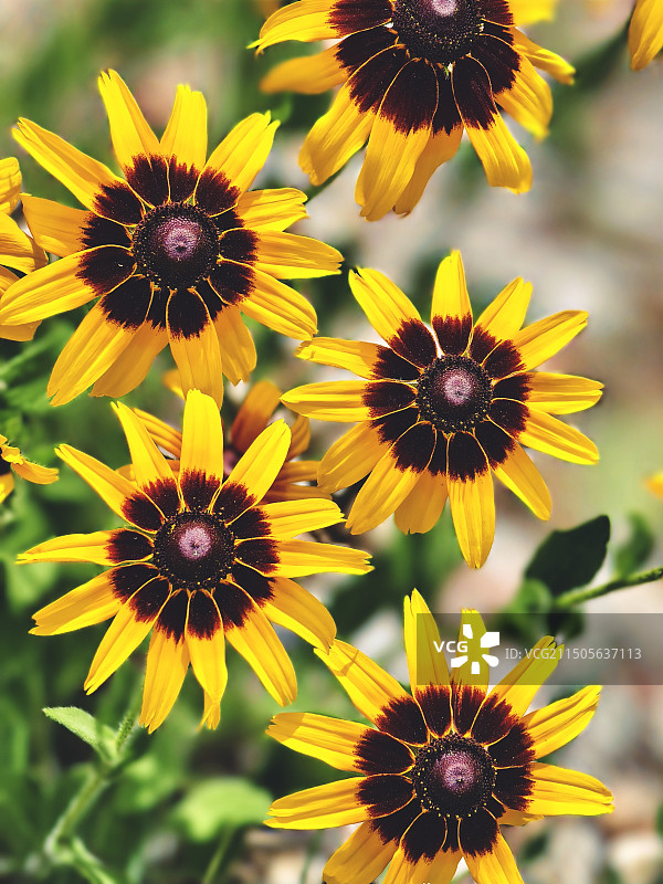 黑心金光菊图片素材