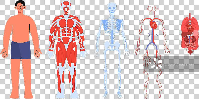 人体解剖结构套装图片素材