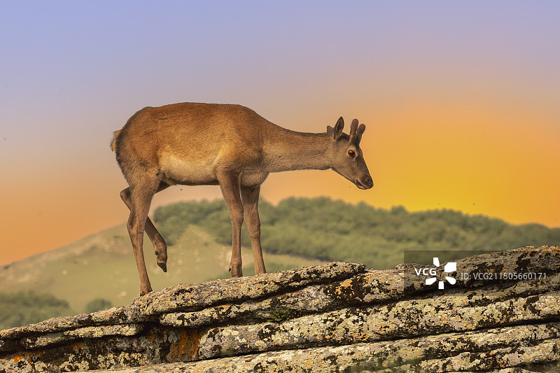 马鹿----攀上山岗望日出图片素材