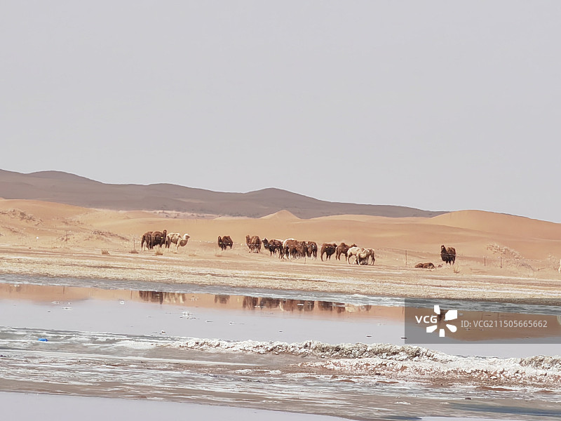 阿拉善左旗通湖草原图片素材