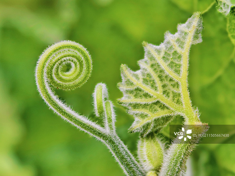 南瓜秧子图片素材