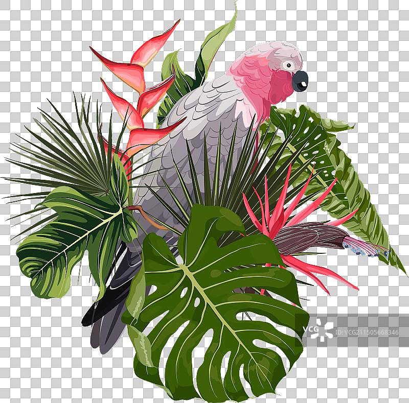 粉色鹦鹉热带夏季设计图片素材