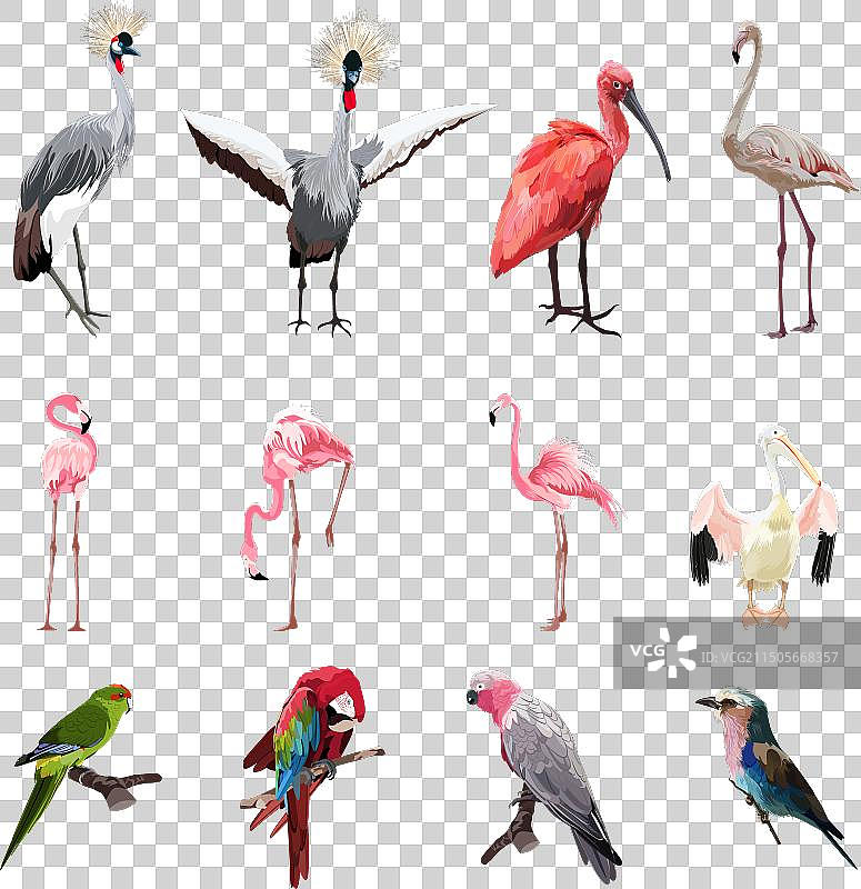 可爱异国情调鸟类大合集图片素材