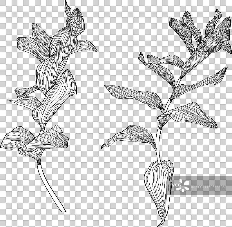 可药用的黄精图片素材