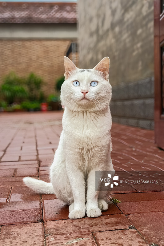 一只坐在门口表情呆萌的白猫，仿佛在问你是谁，你找谁？图片素材
