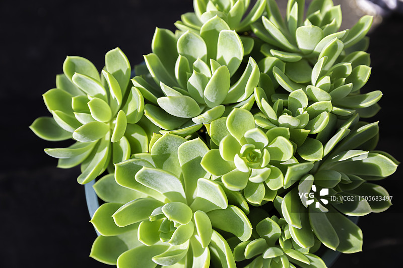 石莲花--湖北省气象局图片素材