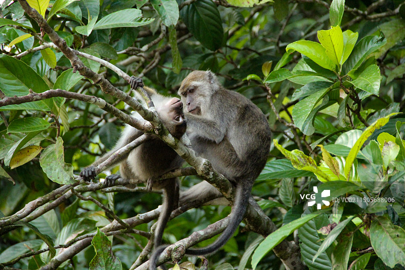 婆娑洲热带雨林里的猴子图片素材