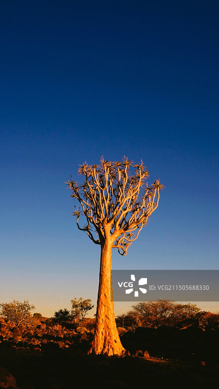 非洲箭袋树图片素材