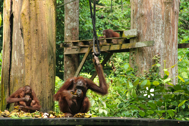 红毛猿猴图片素材