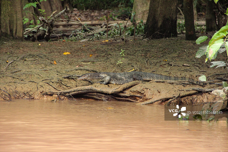婆娑洲热带雨林里的科莫多龙图片素材