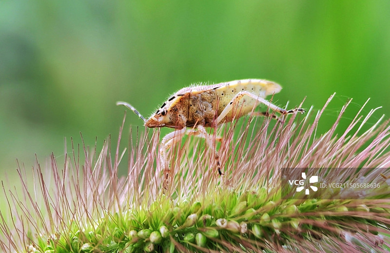 狗尾巴草上的蝽橡图片素材