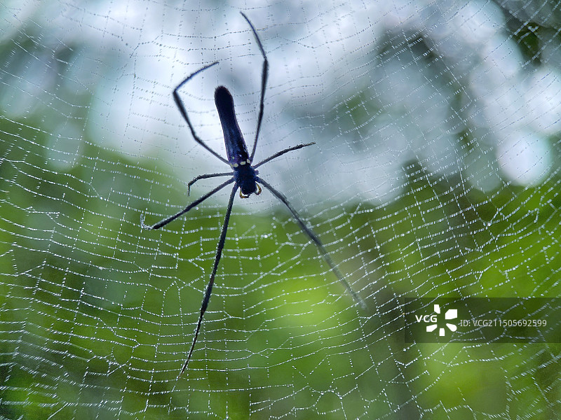 蛛网图片素材