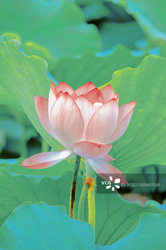 夏日清新荷花图片素材