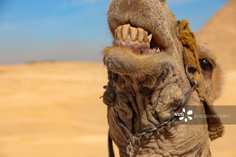 埃及金字塔前的骆驼图片素材