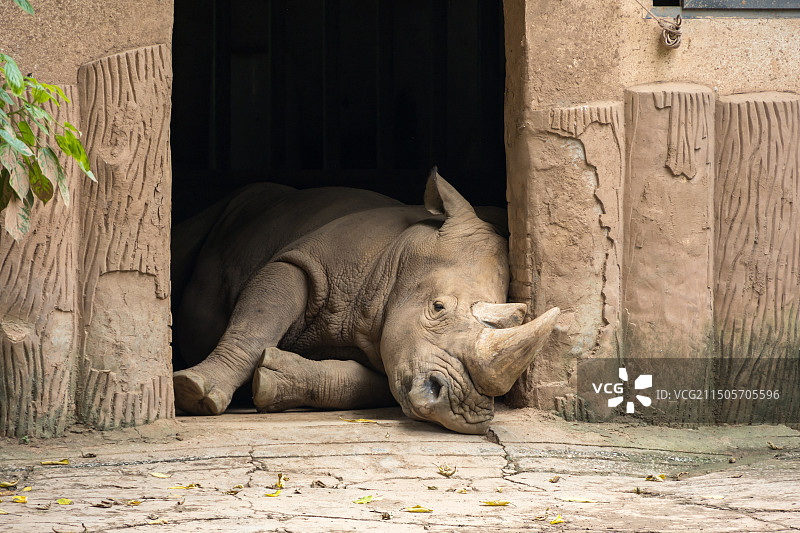 重庆动物园犀牛图片素材