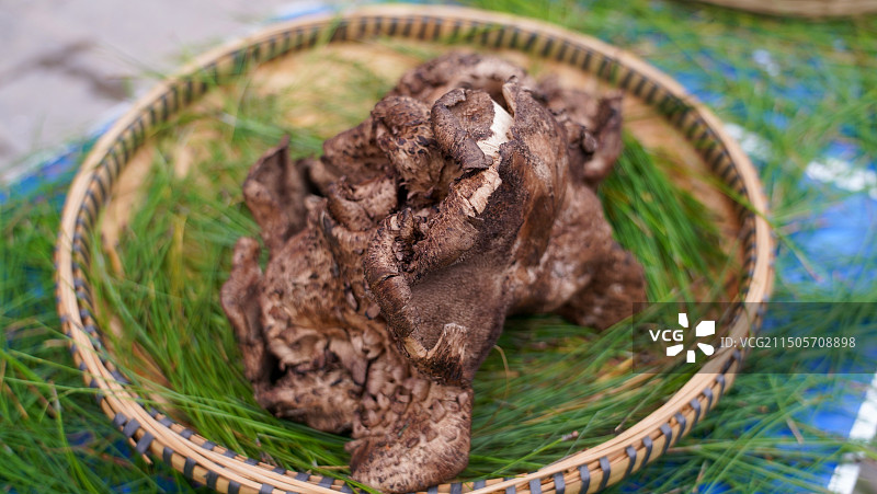 云南野生虎掌菌图片素材