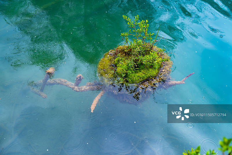 四川省九寨沟5A级风景区箭竹海瀑布珊瑚树图片素材