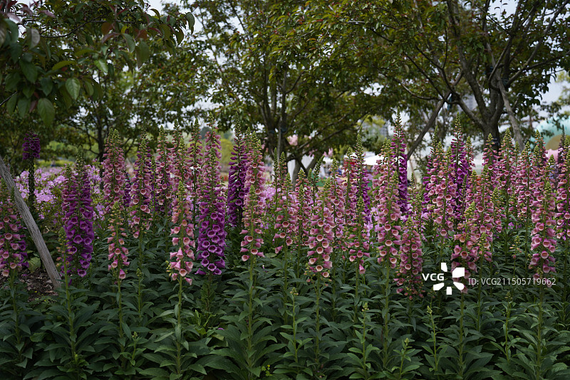 维管植物图片素材