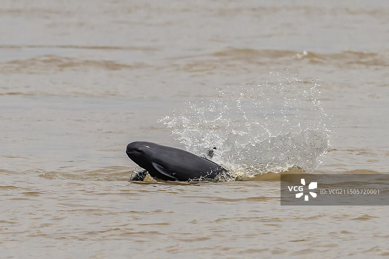 长江水位上涨  江豚活跃图片素材