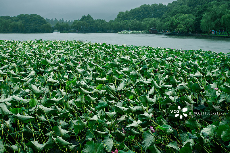 风雨中的西湖图片素材