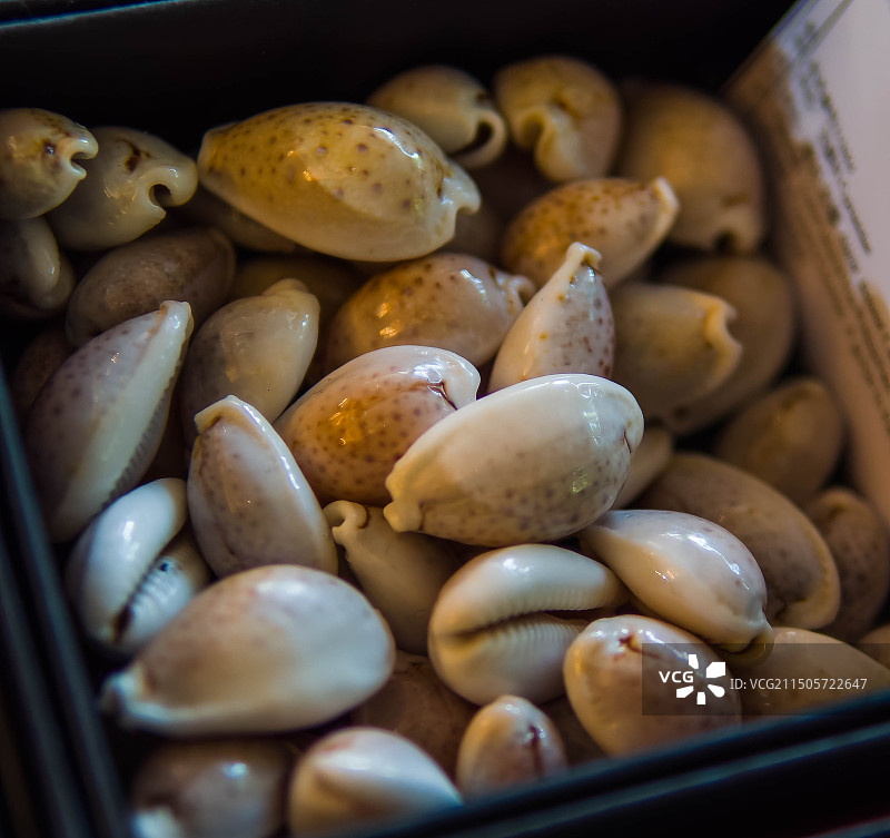 盒装黄宝螺特写图片素材