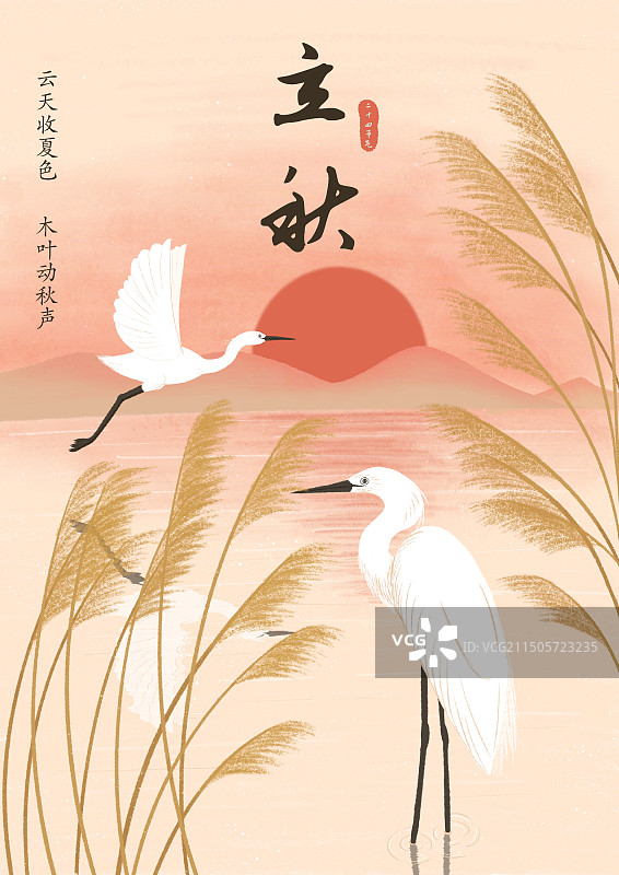 白鹭和芦苇图片素材