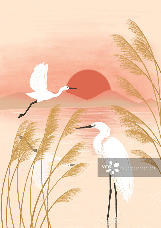 夕阳下的白鹭图片素材