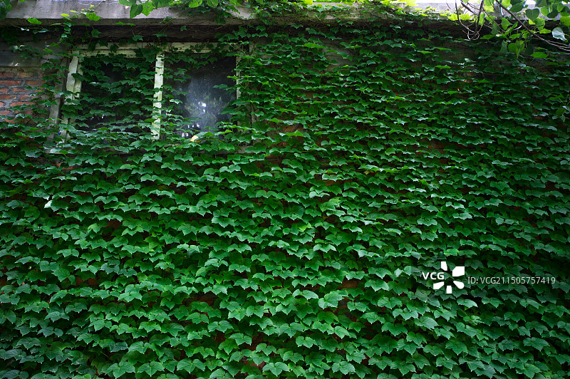 满墙的绿色爬山虎图片素材