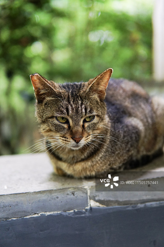 山林中的野猫流浪猫特写图片素材
