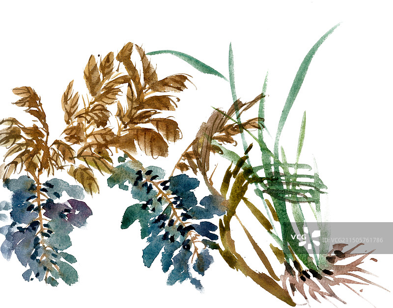 兰草与紫藤花图片素材