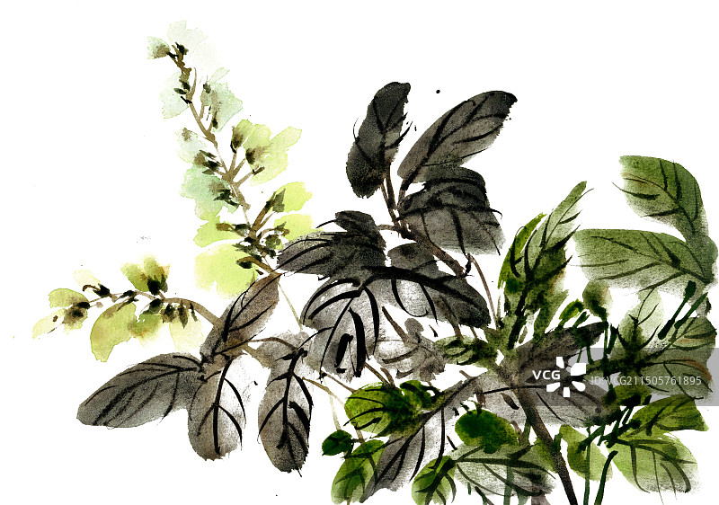 绿色的花朵图片素材