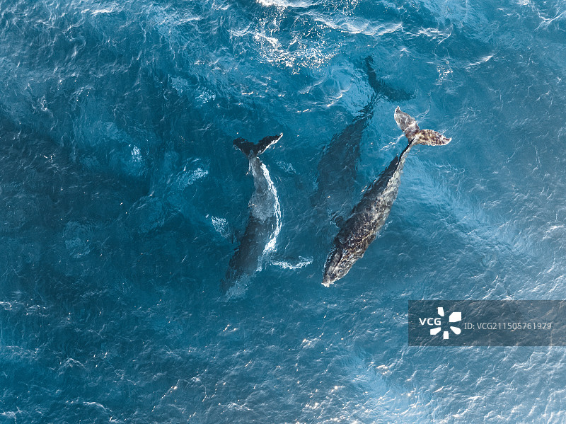 澳大利亚西澳鲸鱼海洋航拍野生动物图片素材