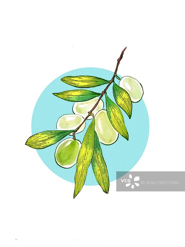 一枝绿橄榄小清新绿葡萄菩提图片素材