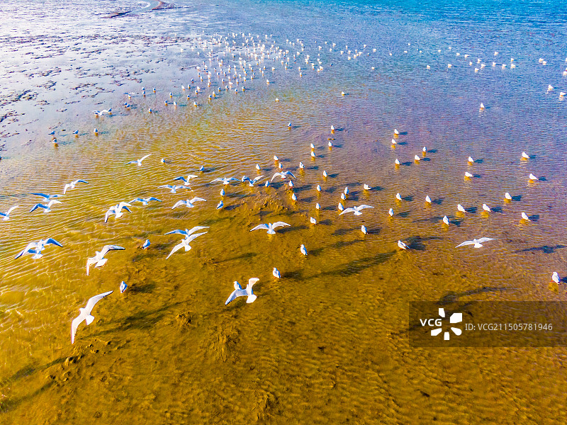 青岛胶州湾野生鸟类图片素材