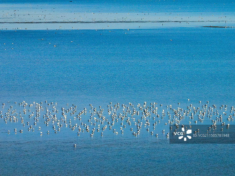 青岛胶州湾野生鸟类图片素材
