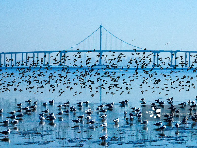 青岛胶州湾野生鸟类图片素材