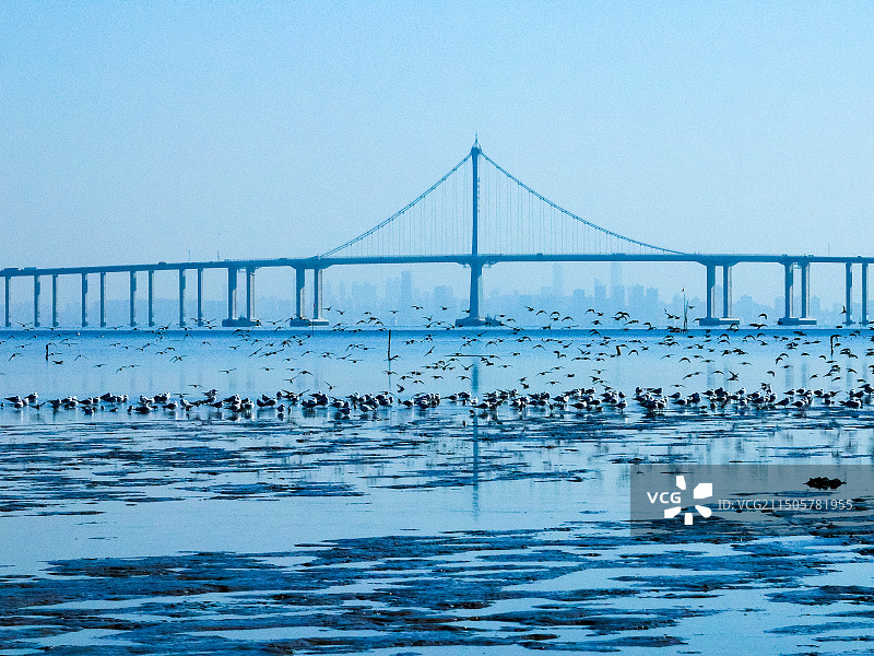 青岛胶州湾野生鸟类图片素材