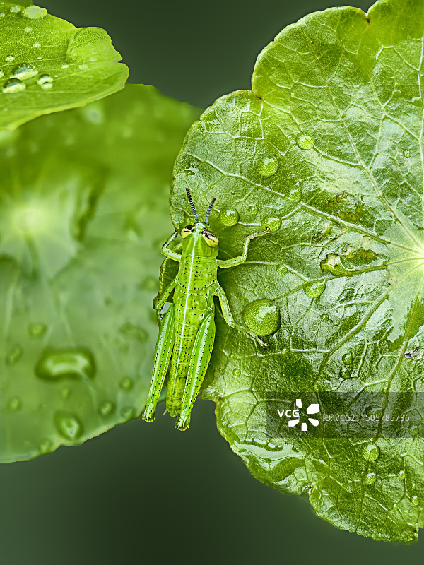 铜钱草上的蚱蜢图片素材
