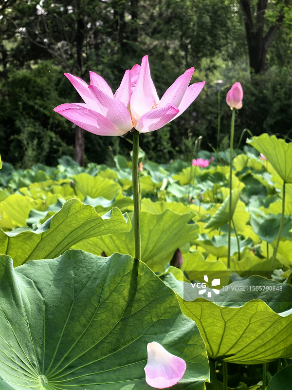 兰花指-粉红色荷花特写镜头图片素材