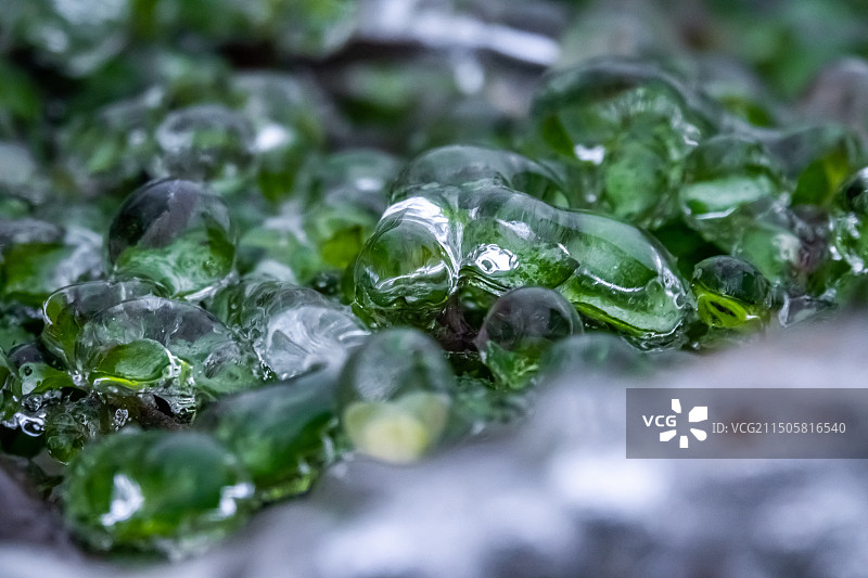 神农架冬季山顶结冰的植物图片素材